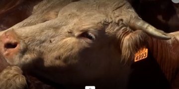 Conexión Ganadera y el bolillero de citaciones a Fiscalía