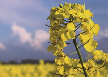 Con área, rendimiento y precios, se reafirman la canola y la carinata en la agricultura nacional