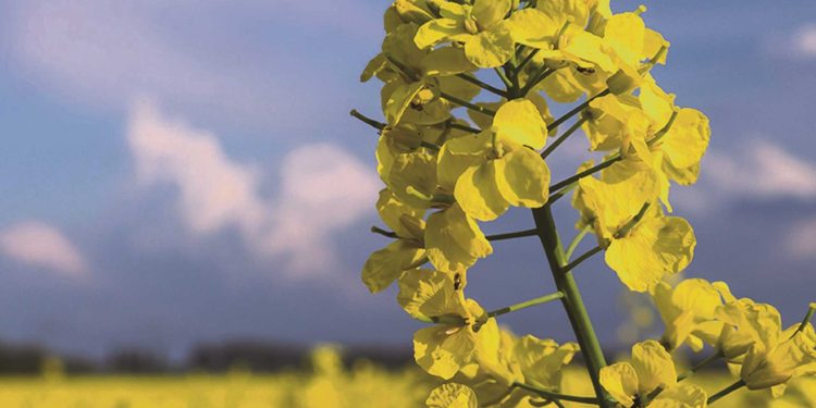 Con área, rendimiento y precios, se reafirman la canola y la carinata en la agricultura nacional