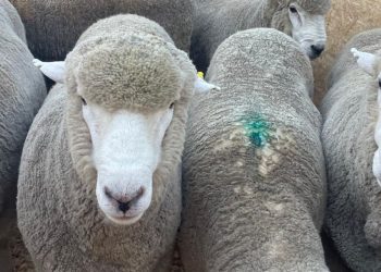 En Uruguay la raza Corriedale trabaja para cumplir con los desafíos del mercado