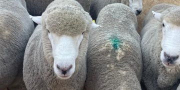 En Uruguay la raza Corriedale trabaja para cumplir con los desafíos del mercado