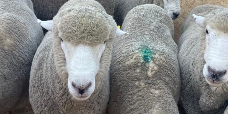 En Uruguay la raza Corriedale trabaja para cumplir con los desafíos del mercado