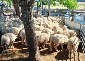Movimiento de la Juventud Agraria entregó ovejas cooperarias y carneros a 10 productores de Florida y Canelones