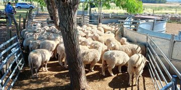Movimiento de la Juventud Agraria entregó ovejas cooperarias y carneros a 10 productores de Florida y Canelones