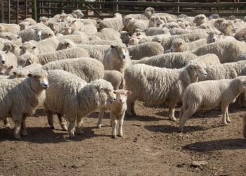 Ganadería se propuso la meta de incrementar el stock ovino a partir de este período