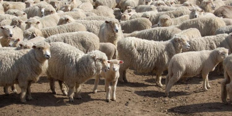 Ganadería se propuso la meta de incrementar el stock ovino a partir de este período