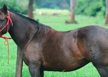 La Sociedad de Criadores de Caballos Criollos cerró un buen año y se prepara para organizar Expo Ficcc en mayo
