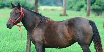 La Sociedad de Criadores de Caballos Criollos cerró un buen año y se prepara para organizar Expo Ficcc en mayo