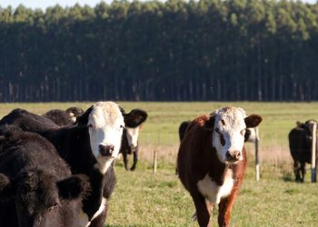 El mercado demanda campos ganaderos medianos mientras los forestales concentran grandes superficies
