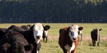 El mercado demanda campos ganaderos medianos mientras los forestales concentran grandes superficies