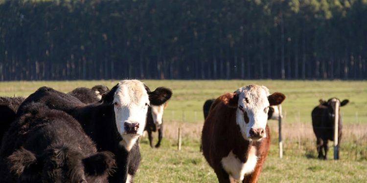 El mercado demanda campos ganaderos medianos mientras los forestales concentran grandes superficies