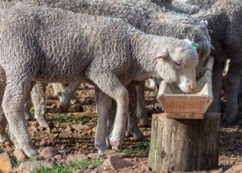 BROU lanza línea de crédito para retención de vientres ovinos: un impulso estratégico para recuperar el stock nacional