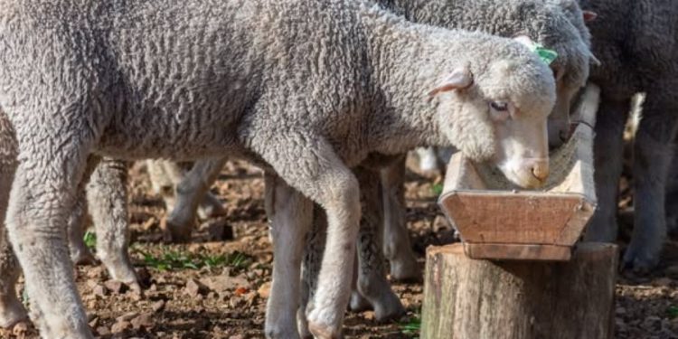 BROU lanza línea de crédito para retención de vientres ovinos: un impulso estratégico para recuperar el stock nacional