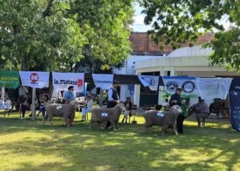 Se viene Expo Ovina Melo al Local Conventos el 7 y 8 de febrero