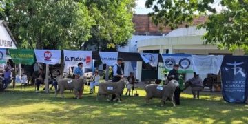 Se viene Expo Ovina Melo al Local Conventos el 7 y 8 de febrero