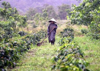 El café en Vietnam: Entre la herencia colonial y la vida contemporánea en el sudeste asiático