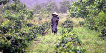 El café en Vietnam: Entre la herencia colonial y la vida contemporánea en el sudeste asiático