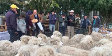 La Corriedale se prepara para una zafra traccionada por buenos precios