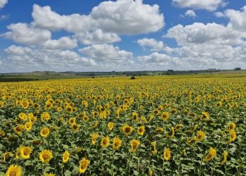 Las lluvias de enero dejaron alivio en los productores y un clima más auspicioso para los cultivos de soja y maíz
