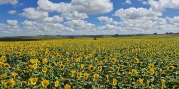 Las lluvias de enero dejaron alivio en los productores y un clima más auspicioso para los cultivos de soja y maíz