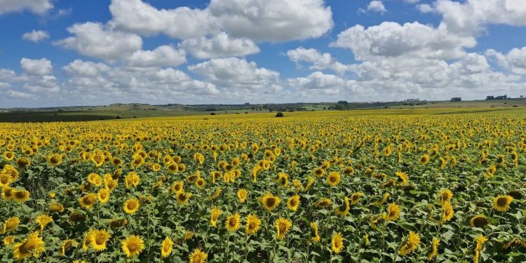 Las lluvias de enero dejaron alivio en los productores y un clima más auspicioso para los cultivos de soja y maíz