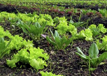 En medio del déficit hídrico la granja tiene los niveles más bajos de seguros de los últimos años