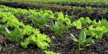 En medio del déficit hídrico la granja tiene los niveles más bajos de seguros de los últimos años