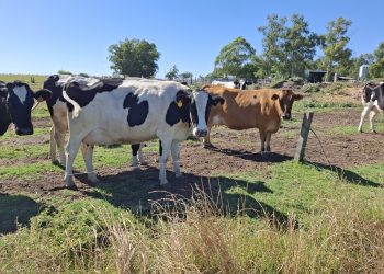 Suba en los precios de Fonterra cambiaron el ánimo en los tamberos para el inicio de 2026