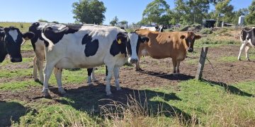 Suba en los precios de Fonterra cambiaron el ánimo en los tamberos para el inicio de 2026