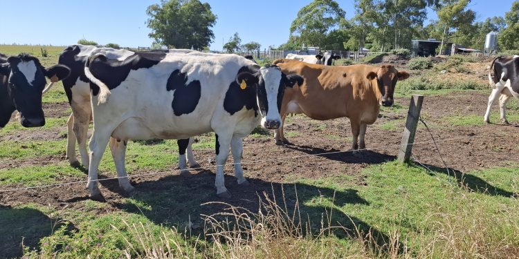 Suba en los precios de Fonterra cambiaron el ánimo en los tamberos para el inicio de 2026