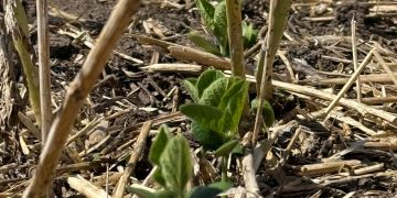 El maíz de primera está comprometido y la soja empieza a preocupar