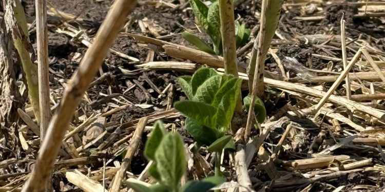 El maíz de primera está comprometido y la soja empieza a preocupar