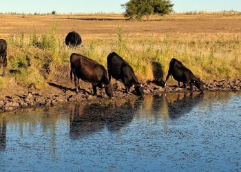 El déficit hídrico seca tajamares y aleja el agua de los pozos en el sur del país