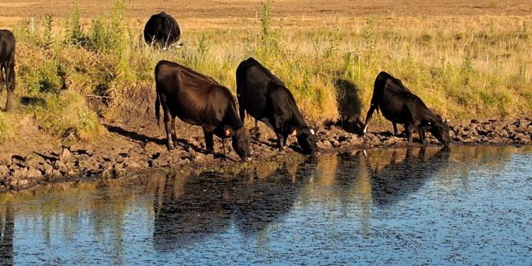 El déficit hídrico seca tajamares y aleja el agua de los pozos en el sur del país